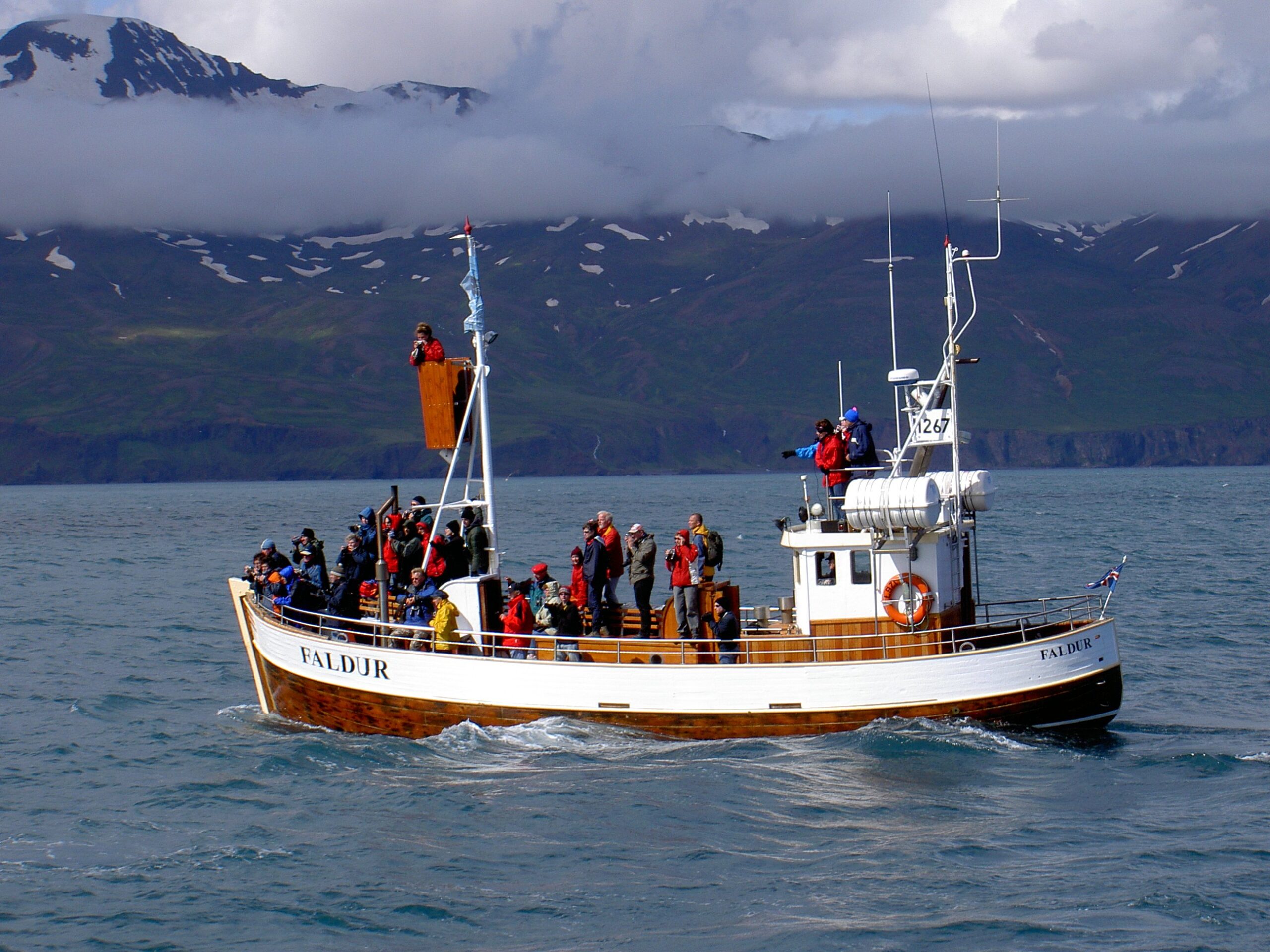 Whale Watching in Húsavík
